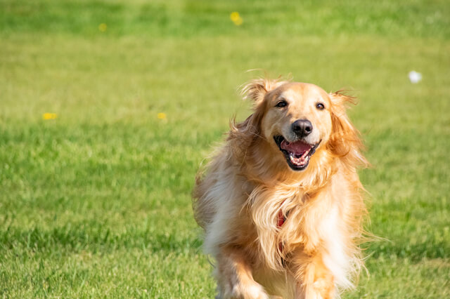 獣医師監修 犬の緑内障とは 目やにが症状 治療は目薬 緑内障を徹底解説