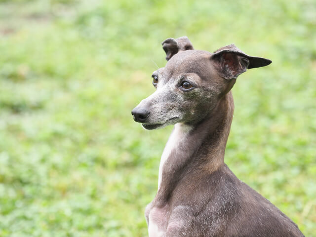 イタリアングレーハウンドの性格や特徴は 飼い方やしつけ方も解説 Moffme