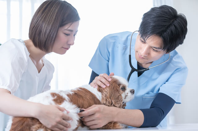 獣医師執筆 ペット保険は犬や猫の去勢 避妊手術に適用できる