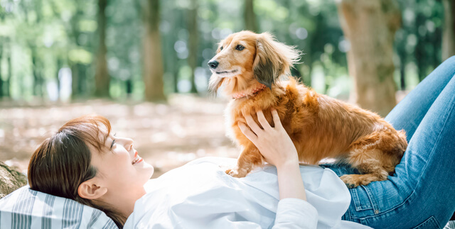 犬が寝る前に飼い主の手をなめるのはなぜ 理由 注意点を徹底解説 Moffme