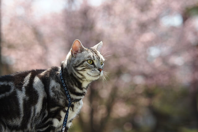 猫にとって移動はストレス！ストレス解消法やお出かけの注意点を解説