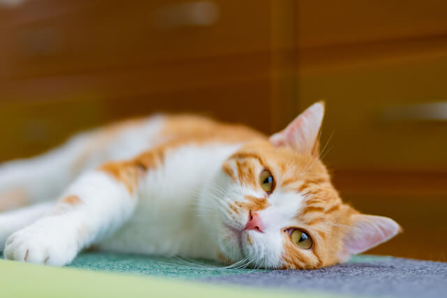 かぼちゃを猫が食べてもok かぼちゃの栄養素や注意点を解説