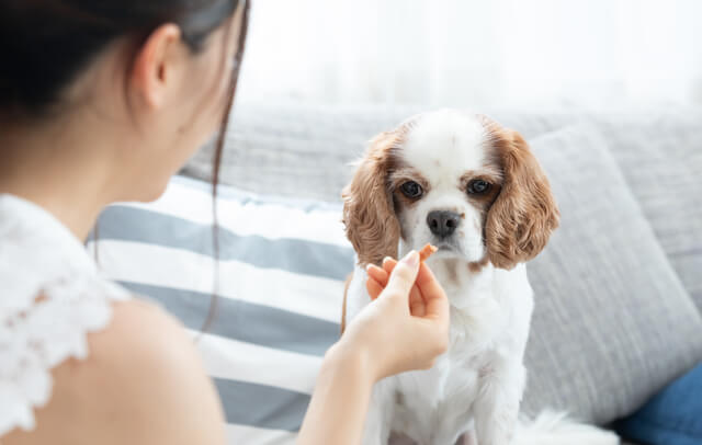 犬はきな粉を食べられる 栄養素や与えても良い量 注意点を徹底解説