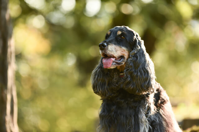 犬はサーモンを食べられる 栄養素や与えて良い量 注意点を徹底解説 Moffme