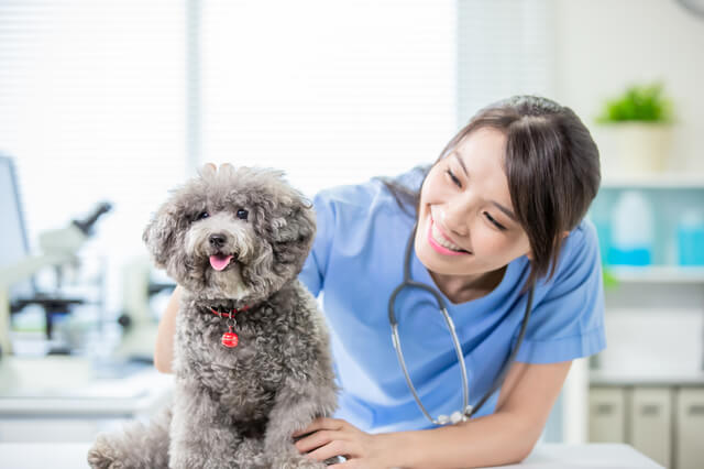 獣医師監修 犬が膿皮症になる原因はシャンプー 薬で治る 病気や対処方法を解説