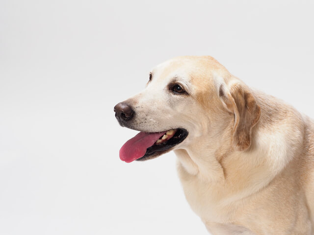 犬の逆くしゃみ症候群の原因はストレス 詳しい原因や対処法を解説
