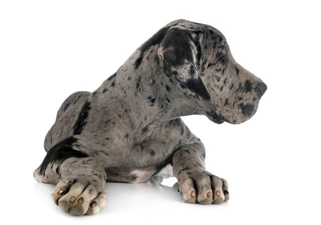 ミックス犬が気持ち悪いと言われるのはなぜ 特徴や奇形について Moffme