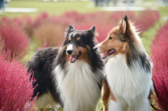 獣医師監修 犬の胃捻転とは 原因から症状 治療費 予防まで解説 Moffme