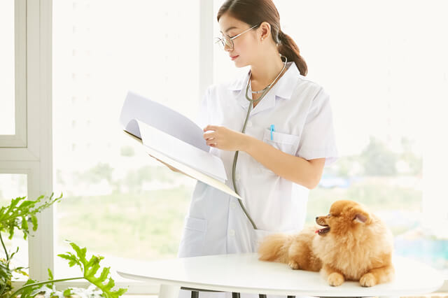 獣医師執筆 犬や猫の誤飲はペット保険の対象 手術費用なども解説 Moffme