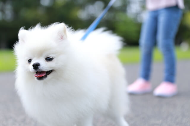 犬の肉球が赤いのはどうして 犬の肉球が赤い時の対処法を解説 Moffme