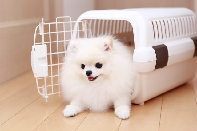 ペキニーズの可愛いらしいトリミングカットは6選 機関の頻度も Moffme