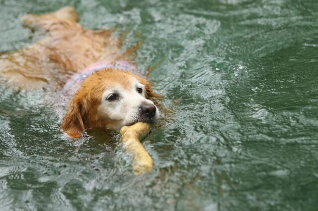 東京 大阪 愛知にある犬と一緒に行ける場所を詳しく紹介 Moffme