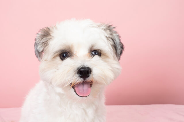 愛犬の目がしょぼしょぼしているのはなんで 元気ない時の原因など Moffme