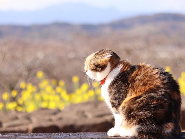 猫は必ず帰ってくるって本当 帰ってこない理由や探し方について Moffme
