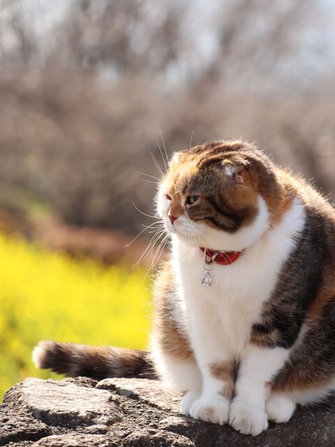 かぎしっぽの猫は幸運を呼び寄せるって本当 かぎしっぽの原因 特徴を解説 Moffme