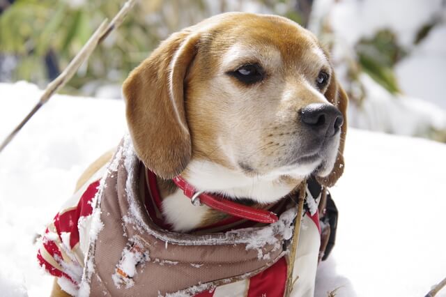 犬はストレスで顔が腫れる 顔が腫れる原因やその対処法を解説 Moffme