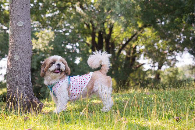 犬の乳歯と永久歯の見分け方とは 歯の構造や生え変わり時期も解説 Moffme