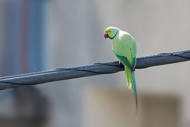 獣医師監修 ワカケホンセイインコの平均寿命や性格は 飼育方法も紹介 Moffme