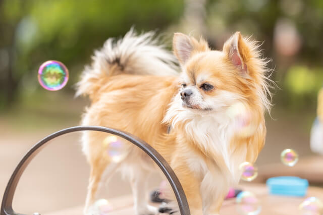 チワワの生後四ヶ月はどのくらいのサイズ 体重や注意点など Moffme