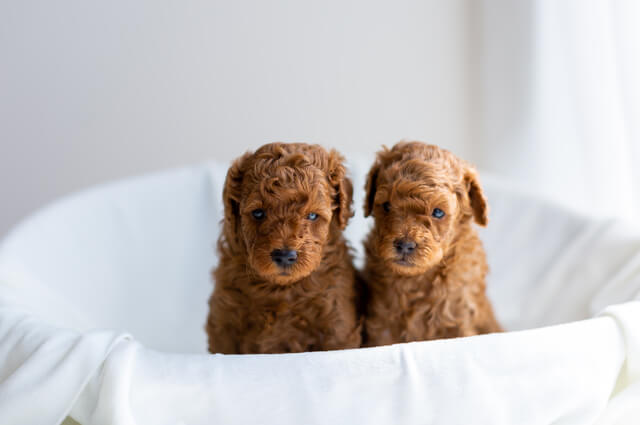 子犬のドッグフードをふやかす方法を紹介 メリットやデメリットも Moffme 子犬のドッグフードをふやかす方法を紹介 メリットやデメリットも Moffme