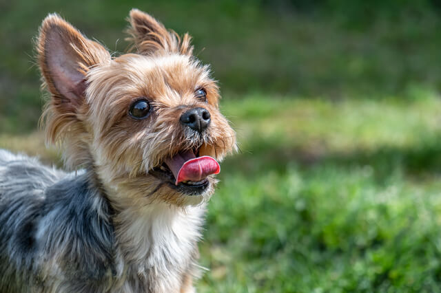 ソーセージを愛犬に与えるのは危険 成分や犬用ソーセージなど Moffme