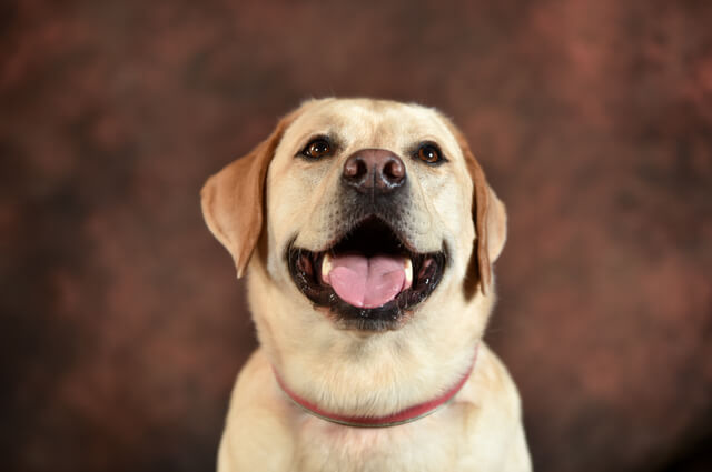 タクシーに愛犬を乗せても大丈夫 乗車マナーやペットタクシーも解説 Moffme