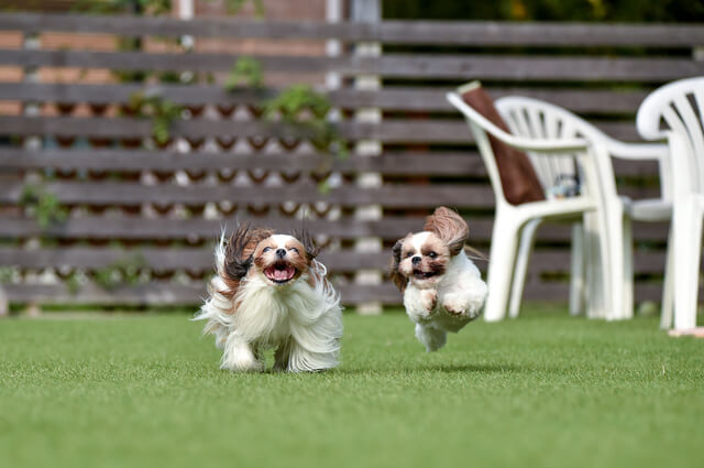 横浜で犬と触れ合えるドッグカフェ選 おすすめ 人気なお店とは Moffme