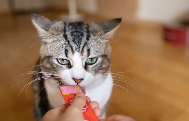 愛猫のよだれが茶色 よだれの原因や注意すべき症状などを徹底解説 Moffme