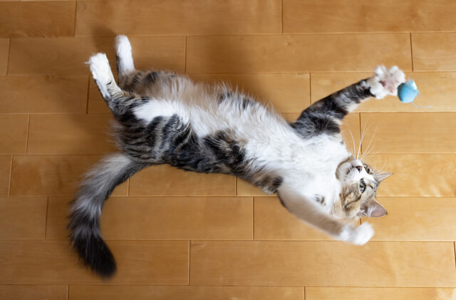 猫の天敵はどんな動物がいる 猫が捕食される危険のある動物を解説 Moffme