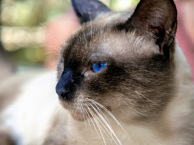 猫の目の色について詳しく紹介 猫の目の色の種類やオッドアイとは Moffme