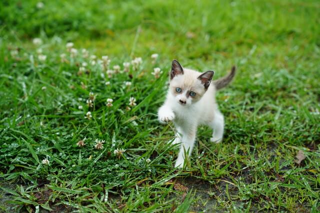 レッドポイントシャムはどんな猫 性格や特徴 飼い方のコツを解説 Moffme