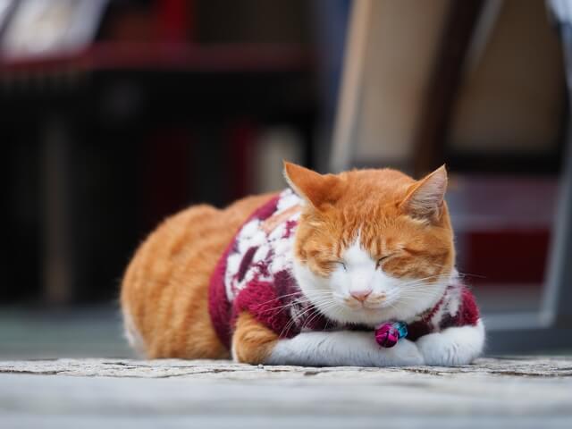 猫の座り方がおかしい 座り方でわかる気持ち 注意したい病気を解説 Moffme