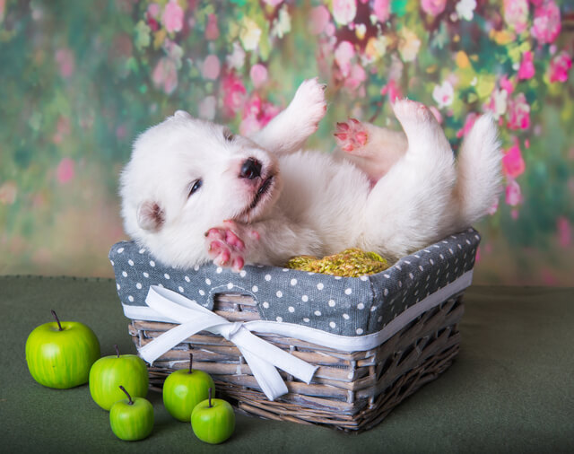 犬を横になるように訓練する方法