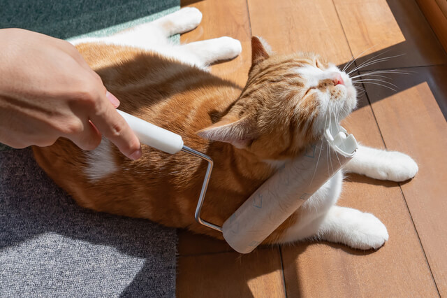 猫カフェにおすすめでぴったりの服装とは いったいどんな服装 Moffme 猫カフェにおすすめでぴったりの服装とは いったいどんな服装 Moffme