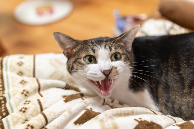猫がお腹を見せる時の理由を詳しく紹介 お腹を撫でる時の注意点とは Moffme