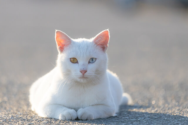 猫のオスとメスの見分け方 誰でも分かる猫の性別の見分け方を紹介 Moffme