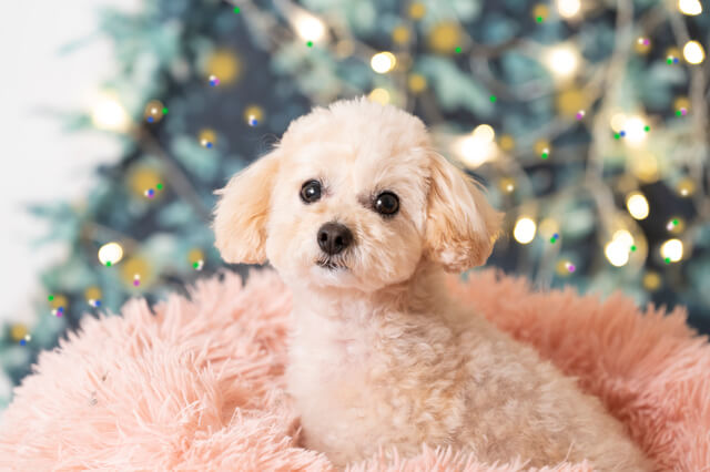 獣医師監修 犬の角膜炎とは 角膜炎の症状や原因 治療費等について徹底解説 Moffme 獣医師監修 犬の角膜炎とは 角膜炎の症状や原因 治療費等について徹底解説 Moffme