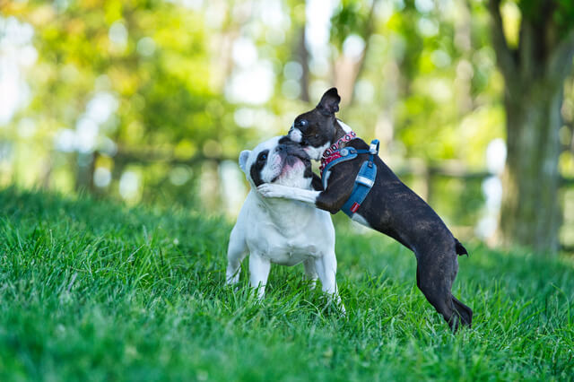 大阪府 大阪市 堺市 吹田市など のおすすめ 人気ドッグラン選 Moffme