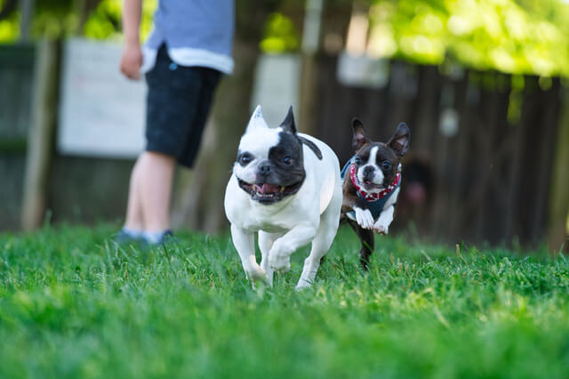 犬の肉球が赤いのはどうして 犬の肉球が赤い時の対処法を解説 Moffme