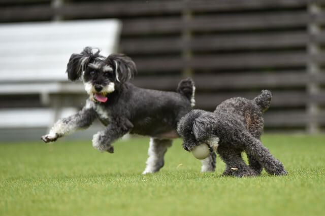 熊本で犬と触れ合えるドッグカフェ25選 おすすめ 人気のドッグカフェは Moffme