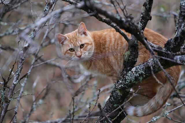 猫の天敵はどんな動物がいる 猫が捕食される危険のある動物を解説 Moffme