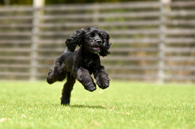 犬が飛びつきしてくるのはなぜ 飛び癖の心理なども説明 Moffme