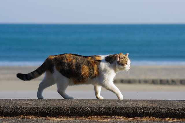 黒猫が来る家の運気は 黒猫についての11の言い伝えや白猫も解説 Moffme