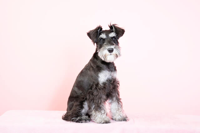 シュナプーの性格や特徴とは 飼い方のポイント 注意すべき病気も解説 Moffme シュナプーの性格や特徴とは 飼い方のポイント 注意すべき病気も解説 Moffme