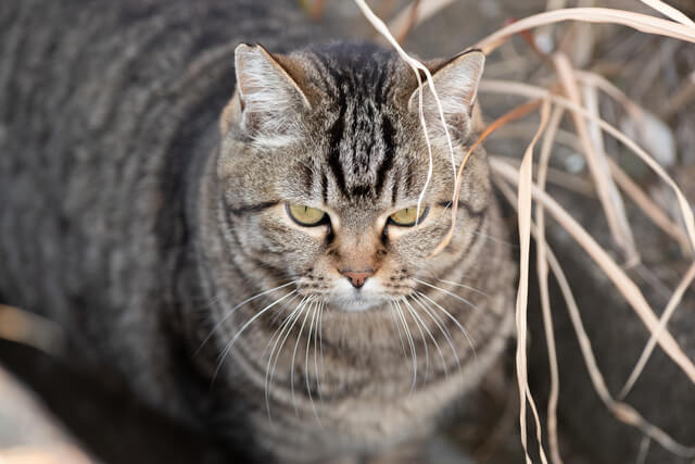 猫は必ず帰ってくるって本当 帰ってこない理由や探し方について Moffme