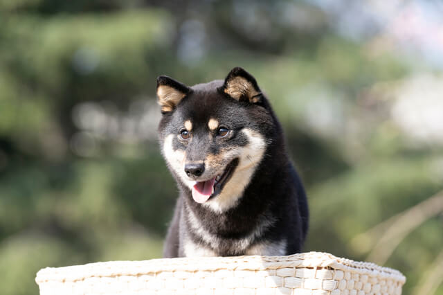 柴犬にはキツネ顔とタヌキ顔があるってほんと 見分け方や特徴 Moffme 柴犬にはキツネ顔とタヌキ顔があるってほんと 見分け方や特徴 Moffme