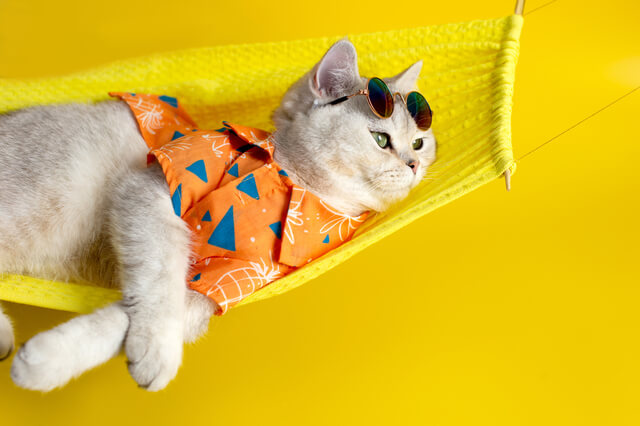 猫のブランドグッズ10選 日本 海外のバッグ ポーチ等を紹介 Moffme