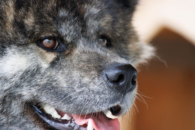 四国犬の性格や特徴は 平均寿命や最高寿命についても紹介 Moffme