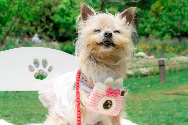 ペキニーズの可愛いらしいトリミングカットは6選 機関の頻度も Moffme