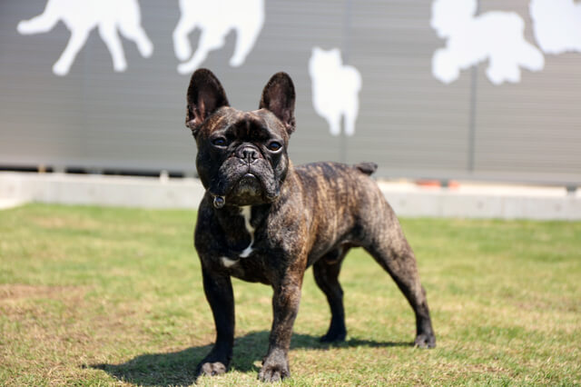 獣医師監修 犬の腸閉塞とは 腸が詰まってしまう病気 症状や原因 治療法を解説 Moffme